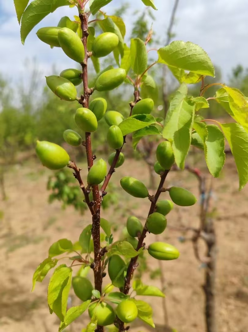 出售珍珠油杏。荷花香蜜杏。芒果油杏。吊杆杏种苗
