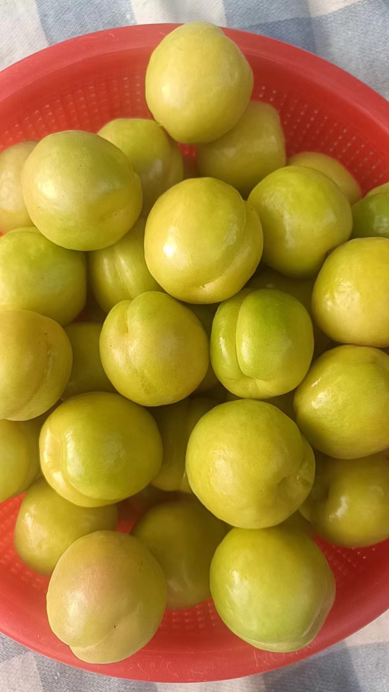 出售珍珠油杏。荷花香蜜杏。芒果油杏。吊杆杏种苗