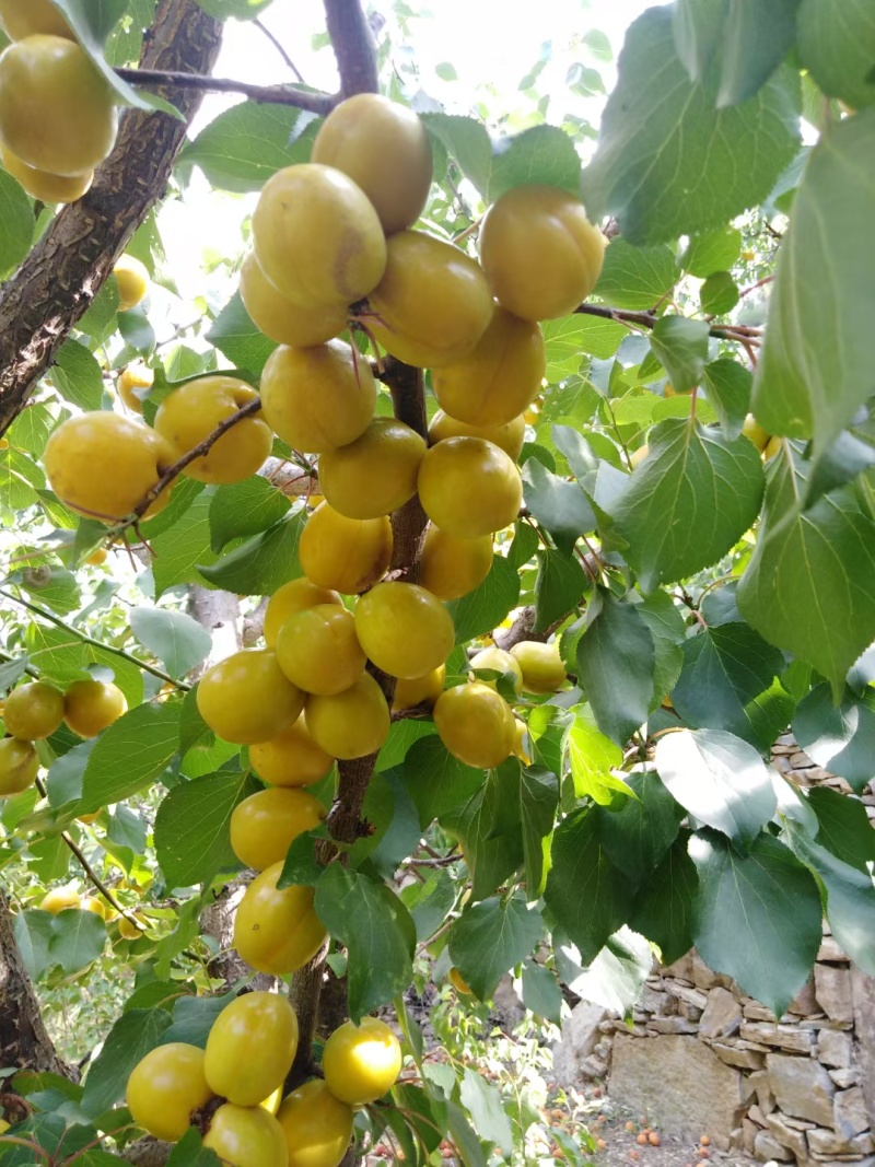 出售珍珠油杏。荷花香蜜杏。芒果油杏。吊杆杏种苗
