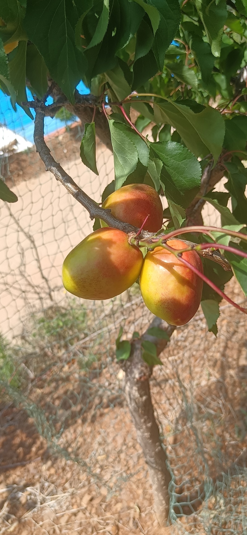 出售珍珠油杏。荷花香蜜杏。芒果油杏。吊杆杏种苗