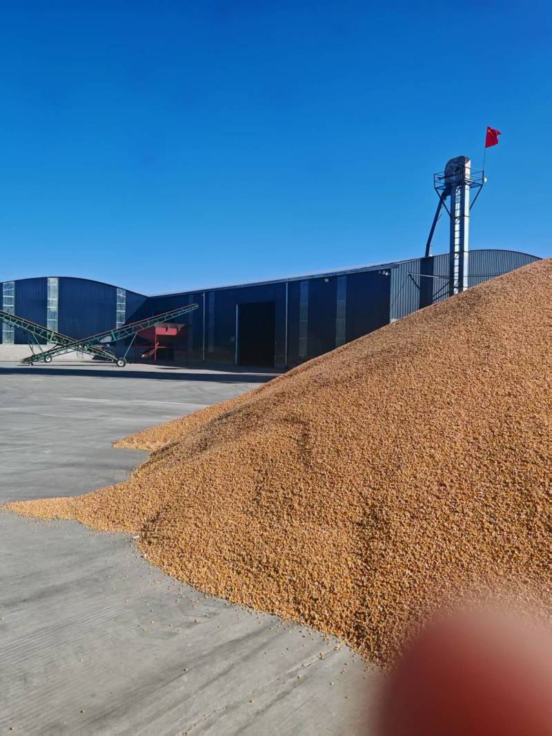 河南黄玉米粒对接全国量大从优整车有货质量好走货快