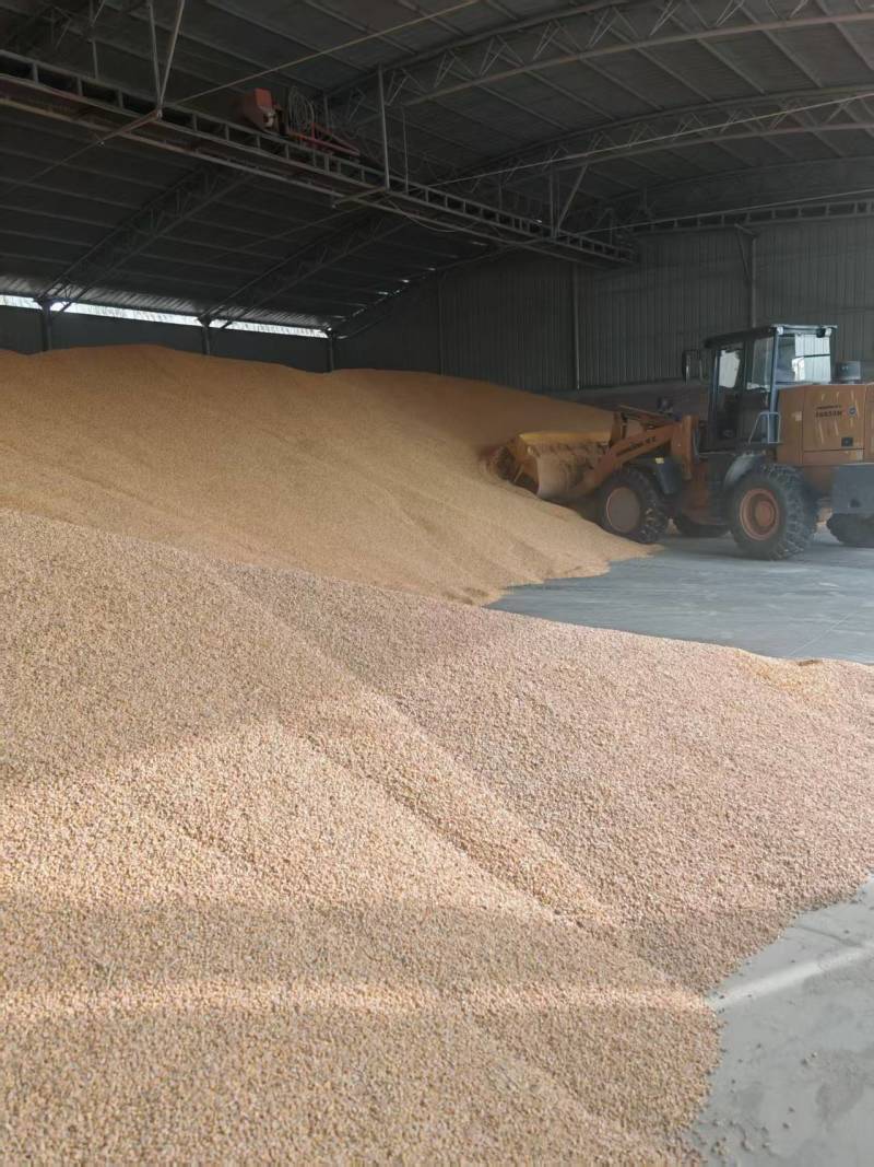河南黄玉米粒对接全国量大从优整车有货质量好走货快