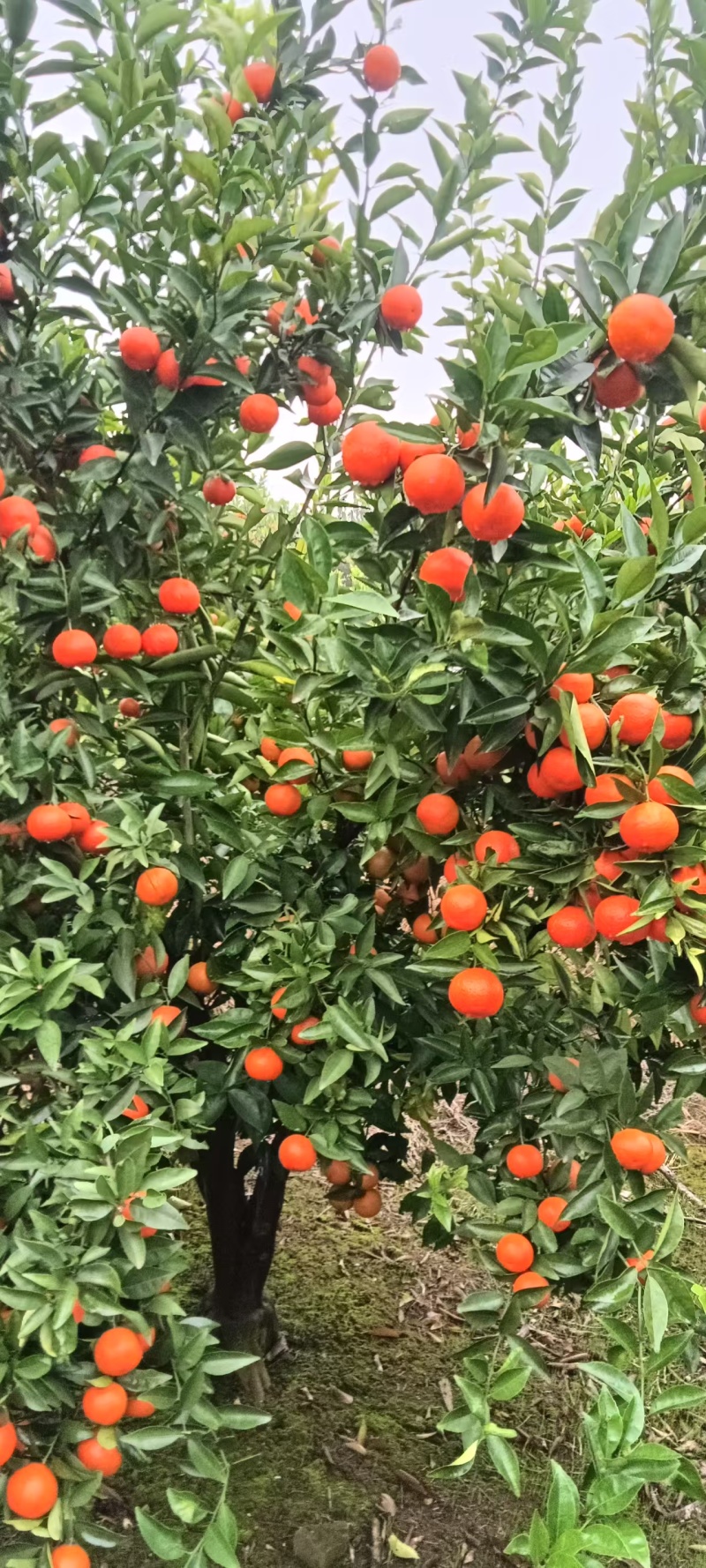 四季红大量上市，市场需要的老板联系。
