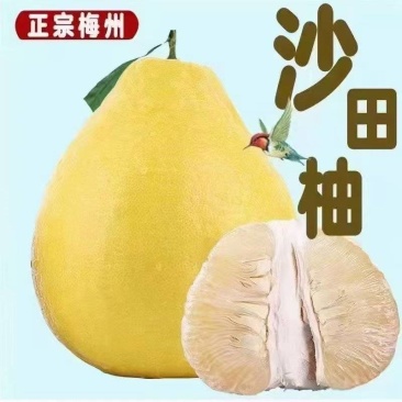 梅县沙田柚，价格亲民，产地直发，专业对接线上线下各大平台