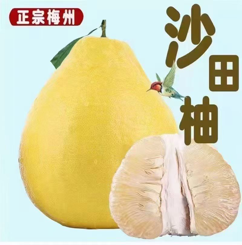 梅县沙田柚，价格亲民，产地直发，专业对接线上线下各大平台