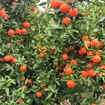四季红大量上市，市场需要的老板联系。