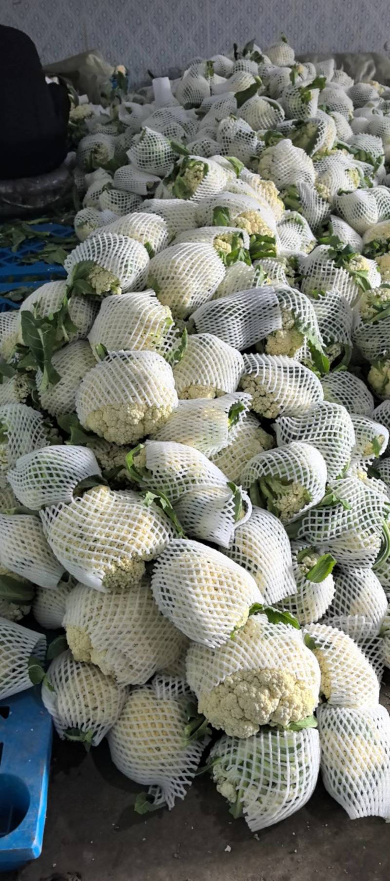 花菜基地直发/市场/电商