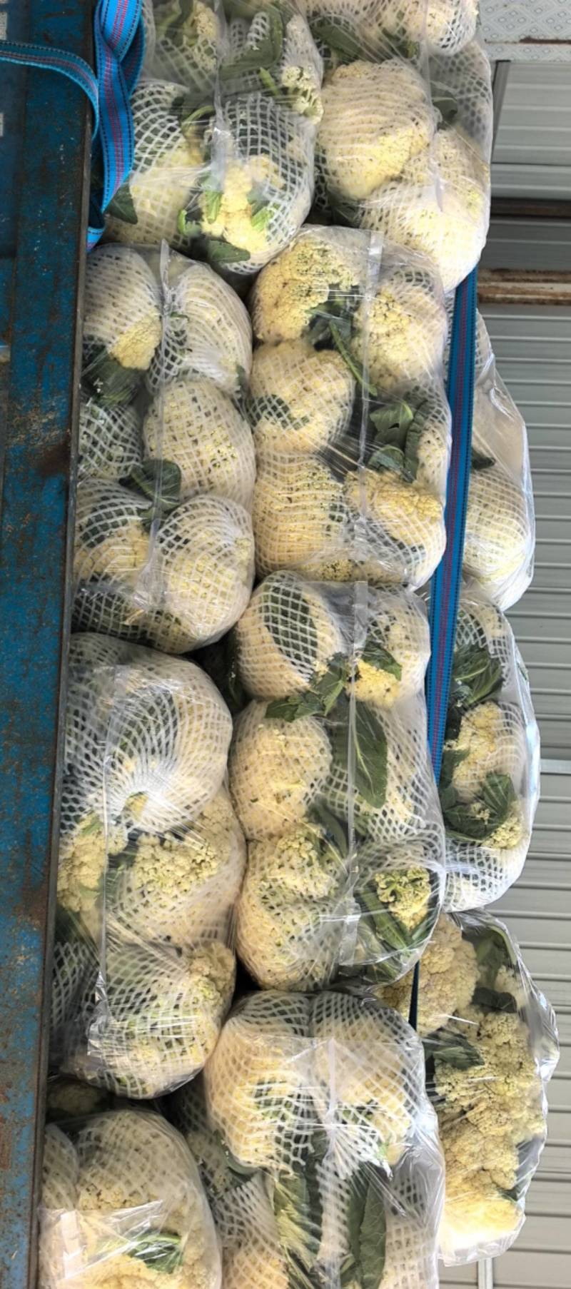 花菜基地直发/市场/电商
