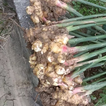 生姜基地直发价格美丽全国发货对接各大商超