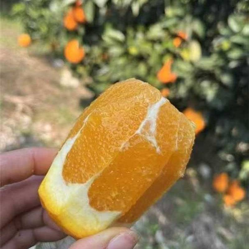 纽荷尔脐橙【橙子】无病果、裂果、轻微沙皮支持视频看货