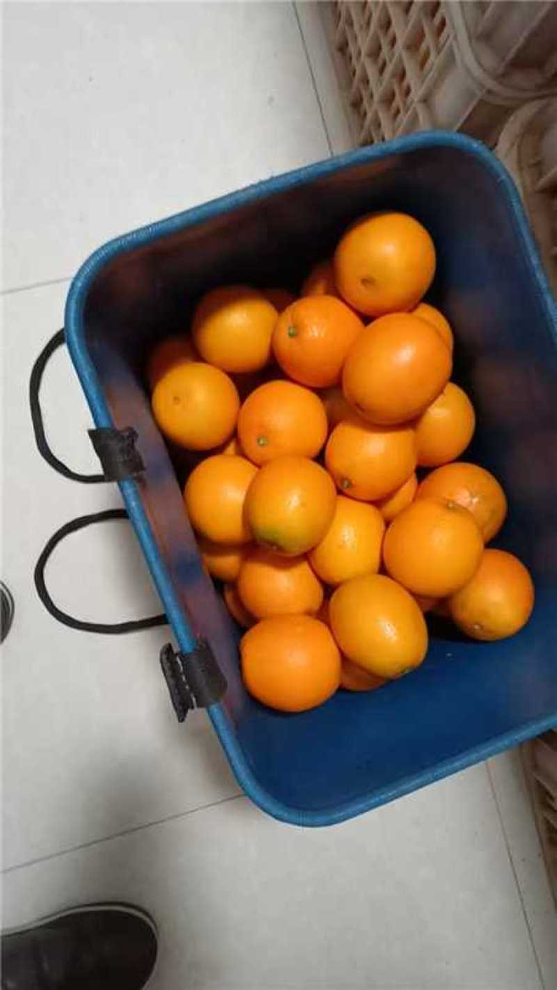纽荷尔脐橙【橙子】无病果、裂果、轻微沙皮支持视频看货