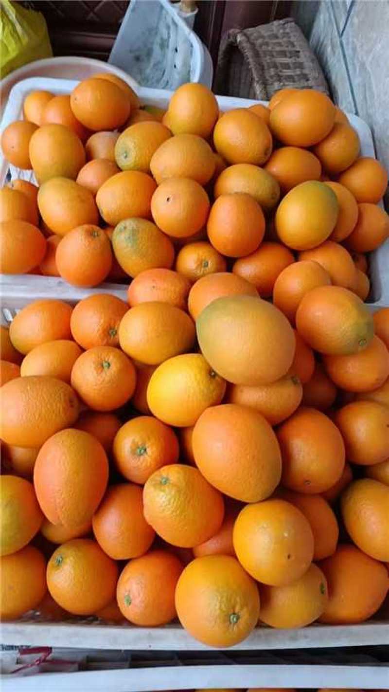 纽荷尔脐橙【橙子】无病果、裂果、轻微沙皮支持视频看货