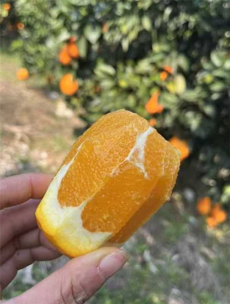 纽荷尔脐橙【橙子】无病果、裂果、轻微沙皮支持视频看货