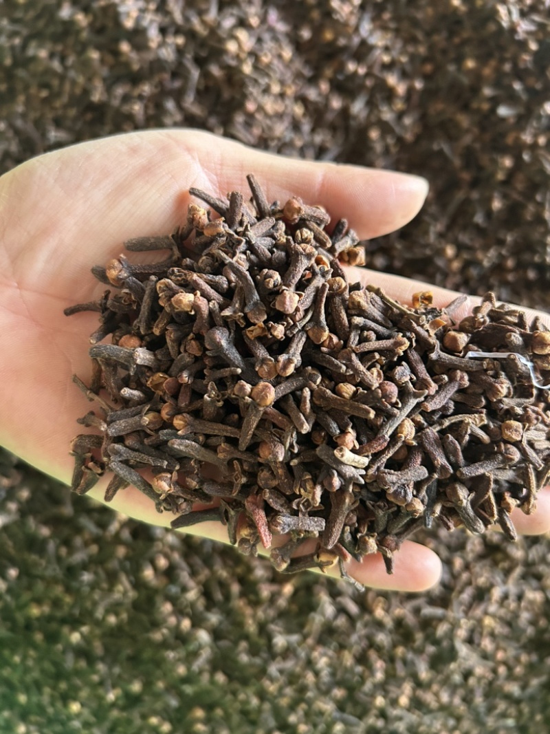 丁香公丁香味道浓精选好货诚信经营