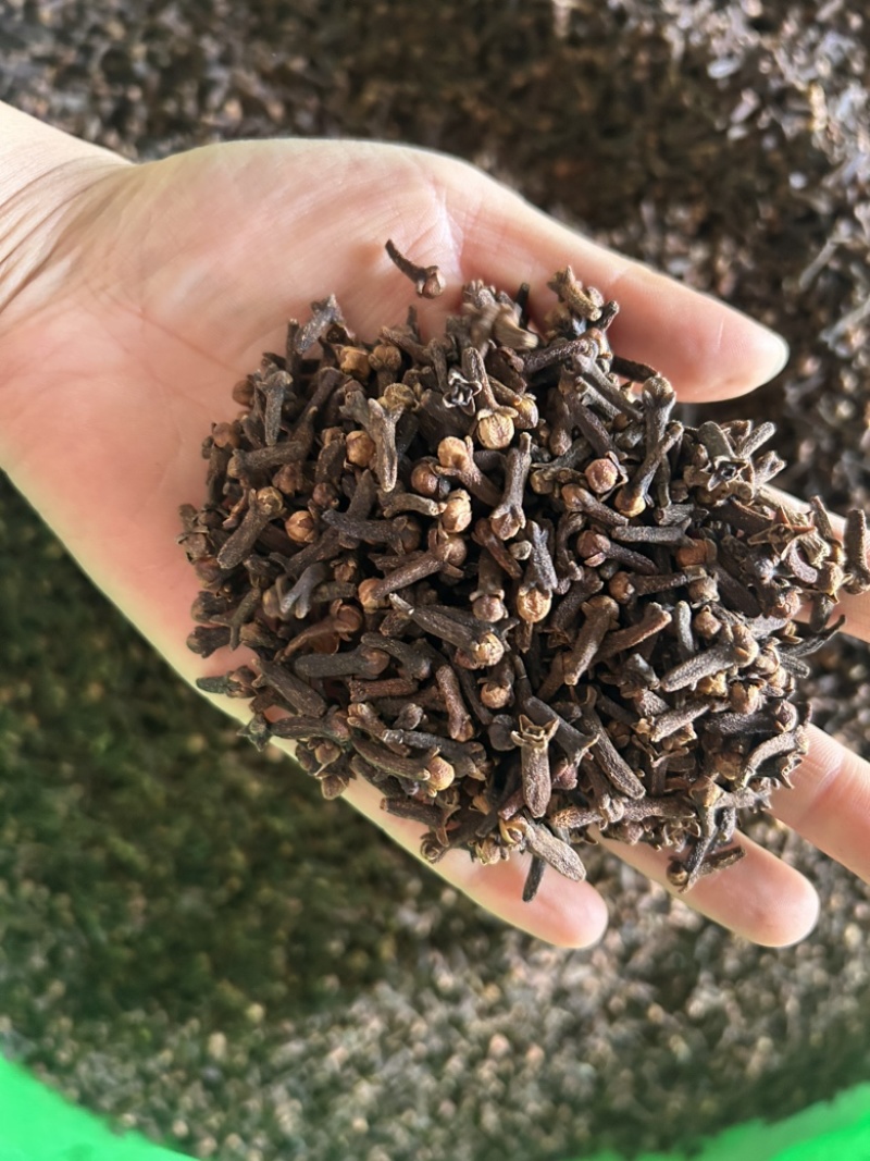 丁香公丁香味道浓精选好货诚信经营