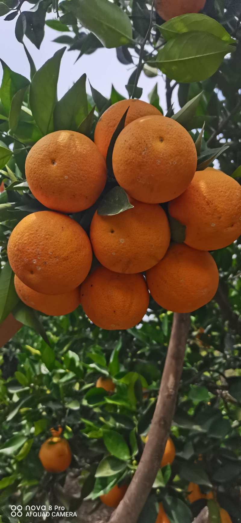 脐橙一件代发量大从优，只接电商一件代发