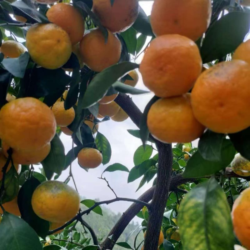 【精品】涌泉蜜橘宫川蜜桔货源充足量大从优欢迎采购