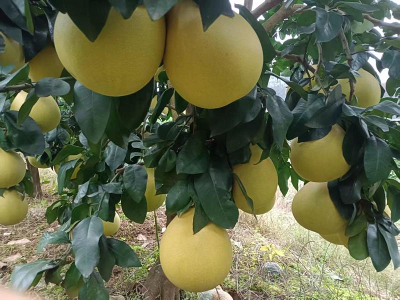 三红蜜柚【柚子】无病果、裂果、泡果、果面比较干净