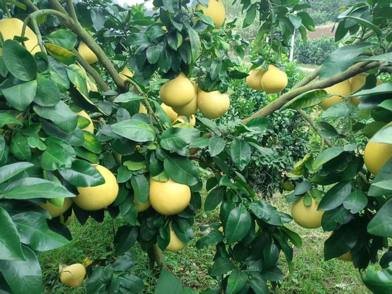 三红蜜柚【柚子】无病果、裂果、泡果、果面比较干净