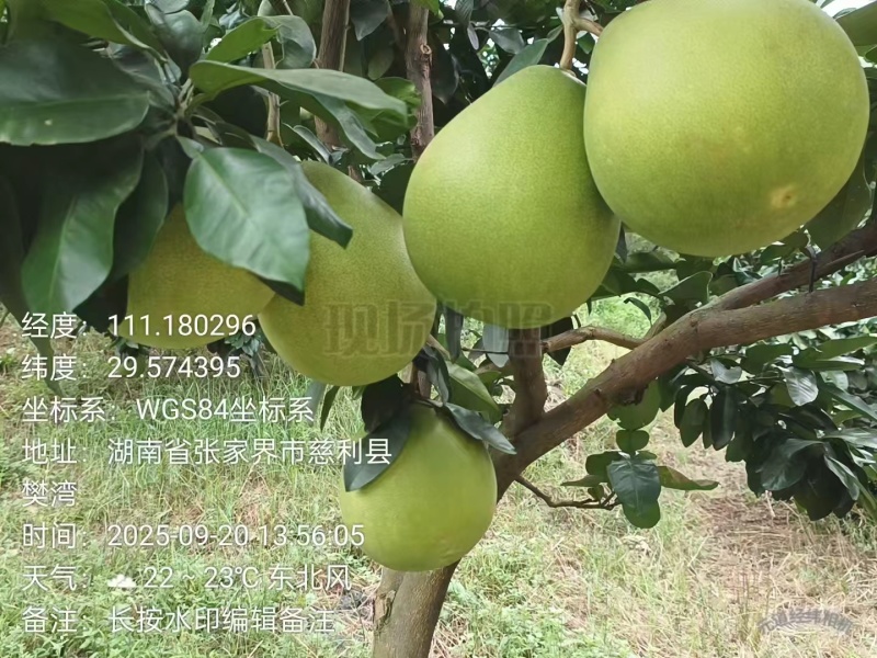 三红蜜柚【柚子】无病果、裂果、泡果、果面比较干净