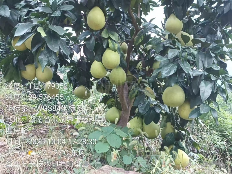 三红蜜柚【柚子】无病果、裂果、泡果、果面比较干净