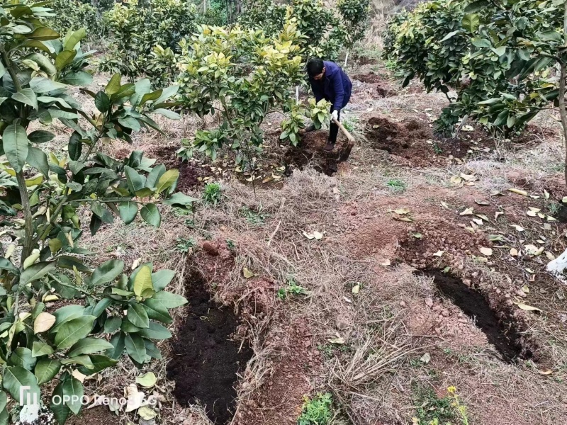 三红蜜柚【柚子】无病果、裂果、泡果、果面比较干净
