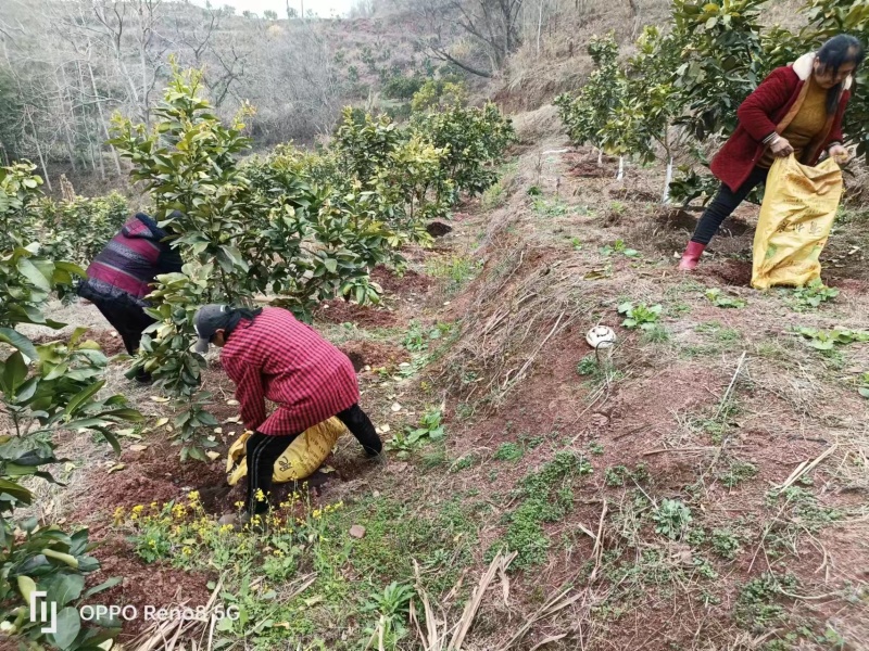 三红蜜柚【柚子】无病果、裂果、泡果、果面比较干净