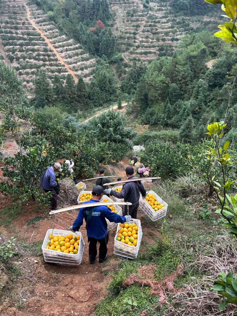 正宗赣南脐橙基地产区代采代发