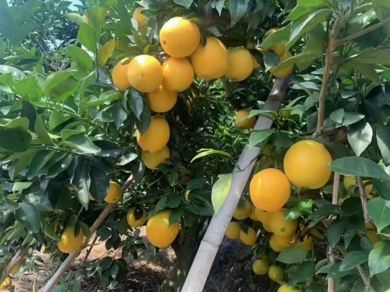 正宗赣南脐橙基地产区代采代发