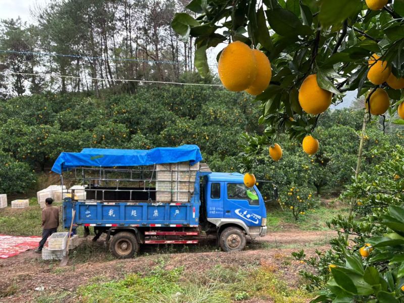 正宗赣南脐橙基地产区代采代发