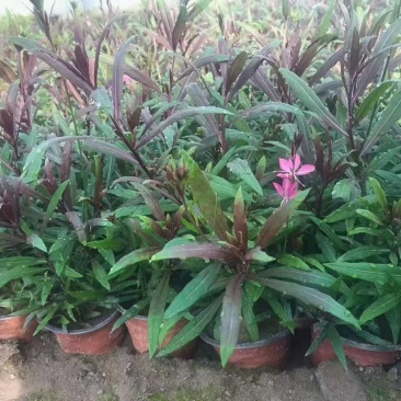 绿化苗木山桃草
