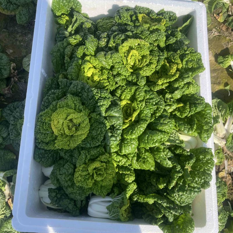 精品黄心菜精品黄心乌
