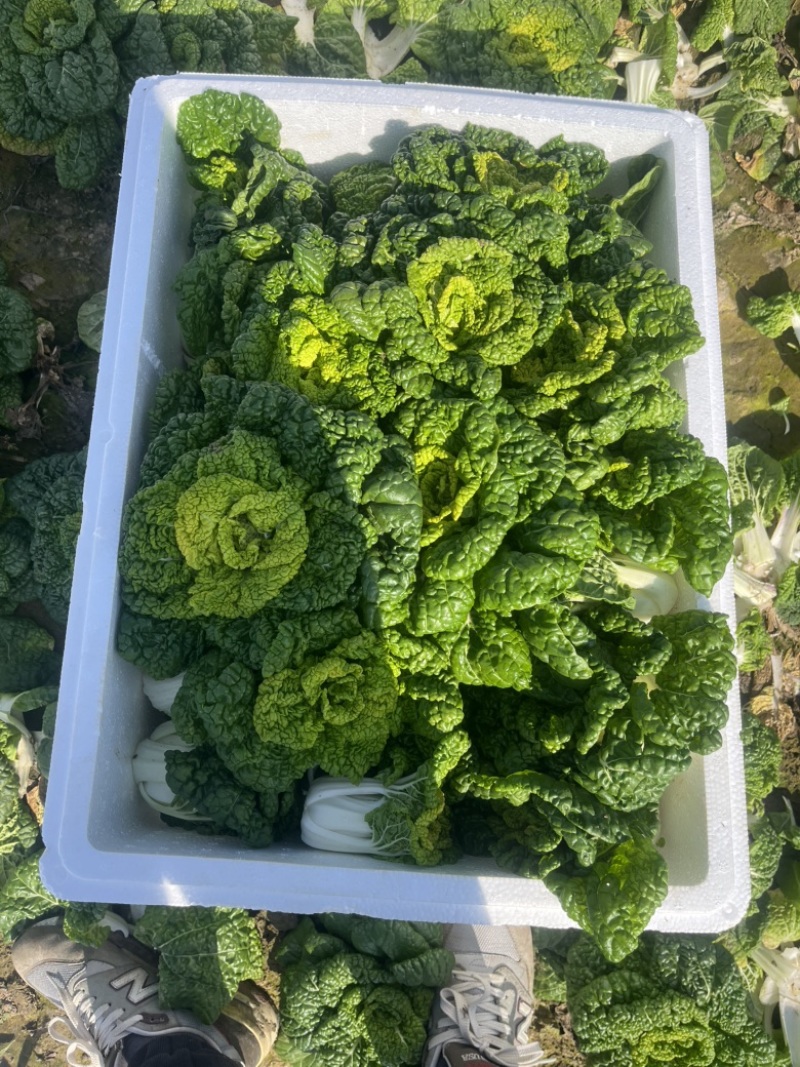 精品黄心菜精品黄心乌