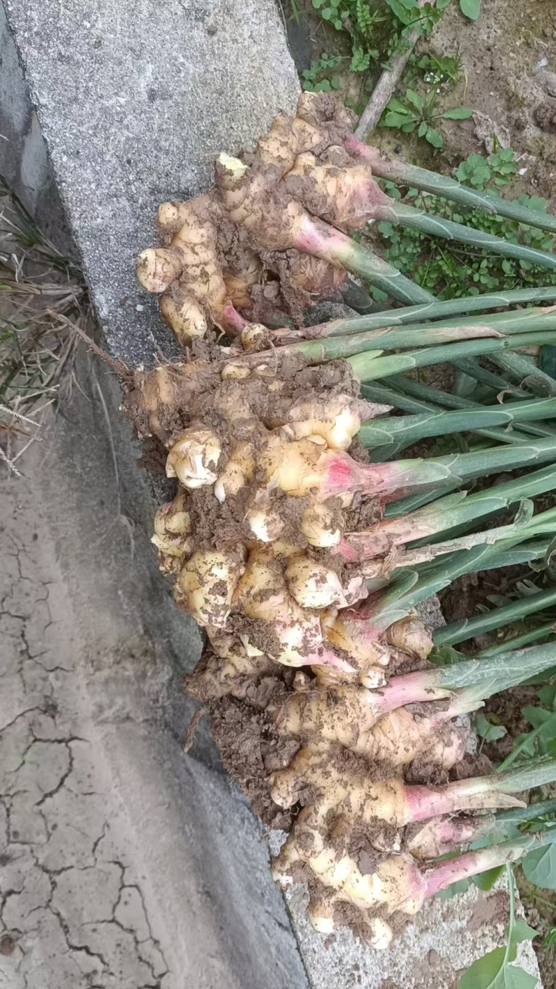生姜基地直发价格美丽全国发货对接各大商超