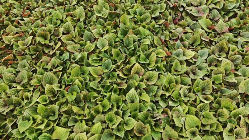鱼腥草