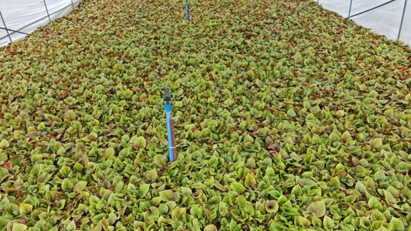 鱼腥草