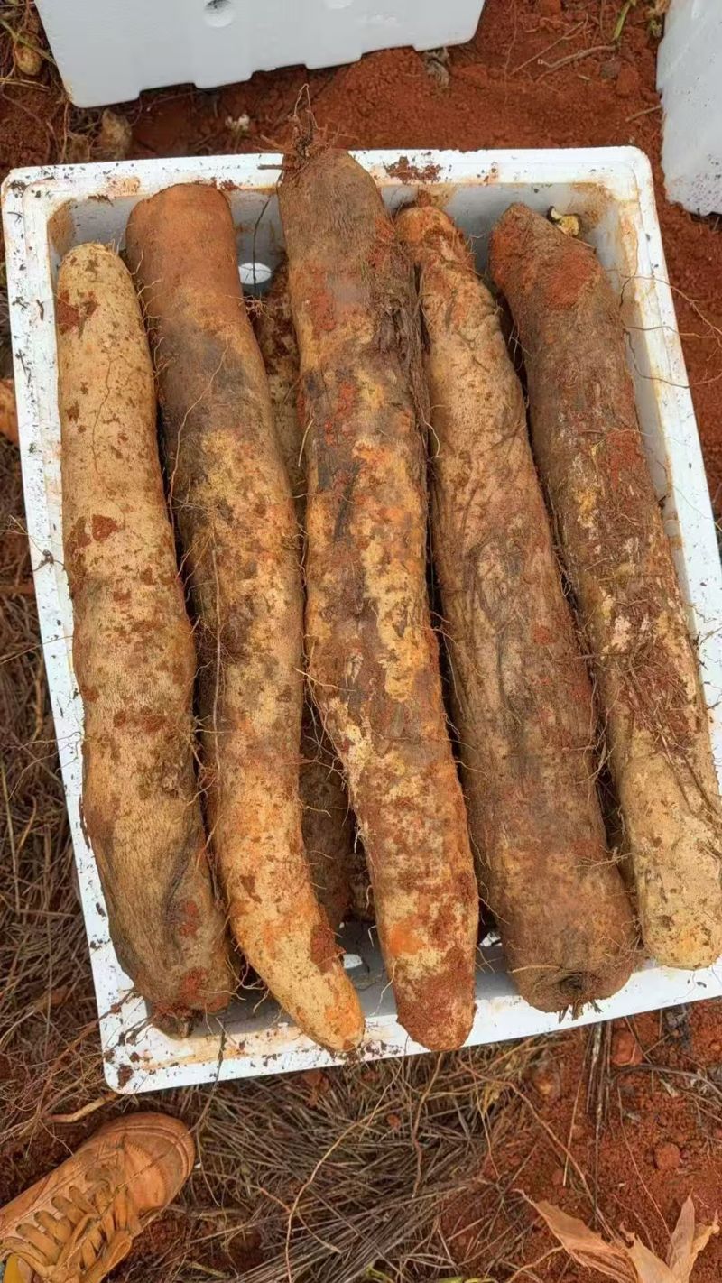 【灵芝山药】云南白药，品质高口感好价格可谈，欢迎电联