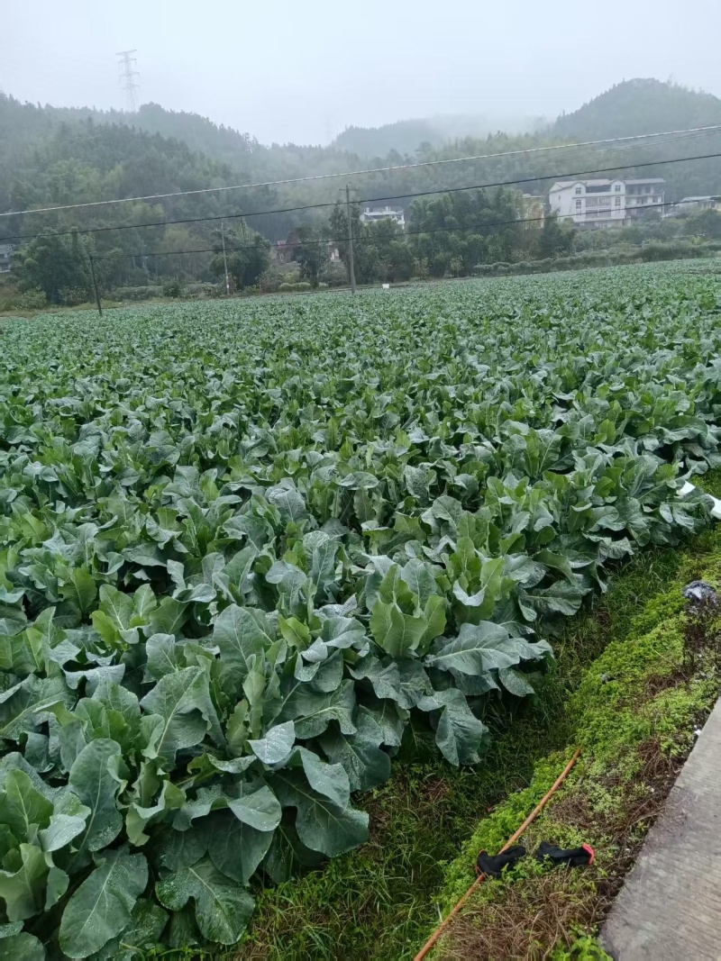 菜花上市了，五十亩地，产地直发，需要的老板联系