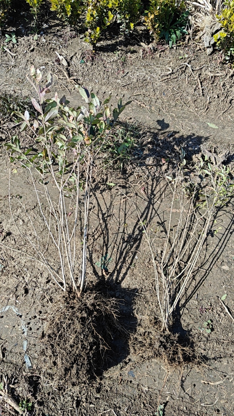 金叶女贞园林绿化树苗大全庭院绿篱耐寒工程庭院花园绿植篱笆