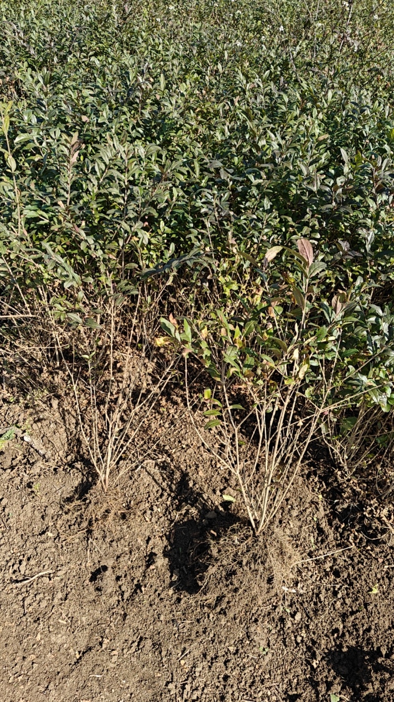 金叶女贞园林绿化树苗大全庭院绿篱耐寒工程庭院花园绿植篱笆