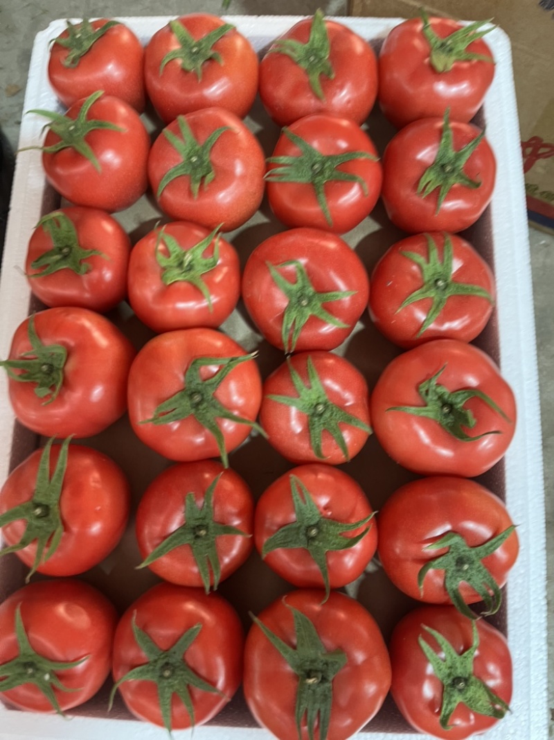 江苏连云港精品硬粉串果开始上市，电商商超批发市场