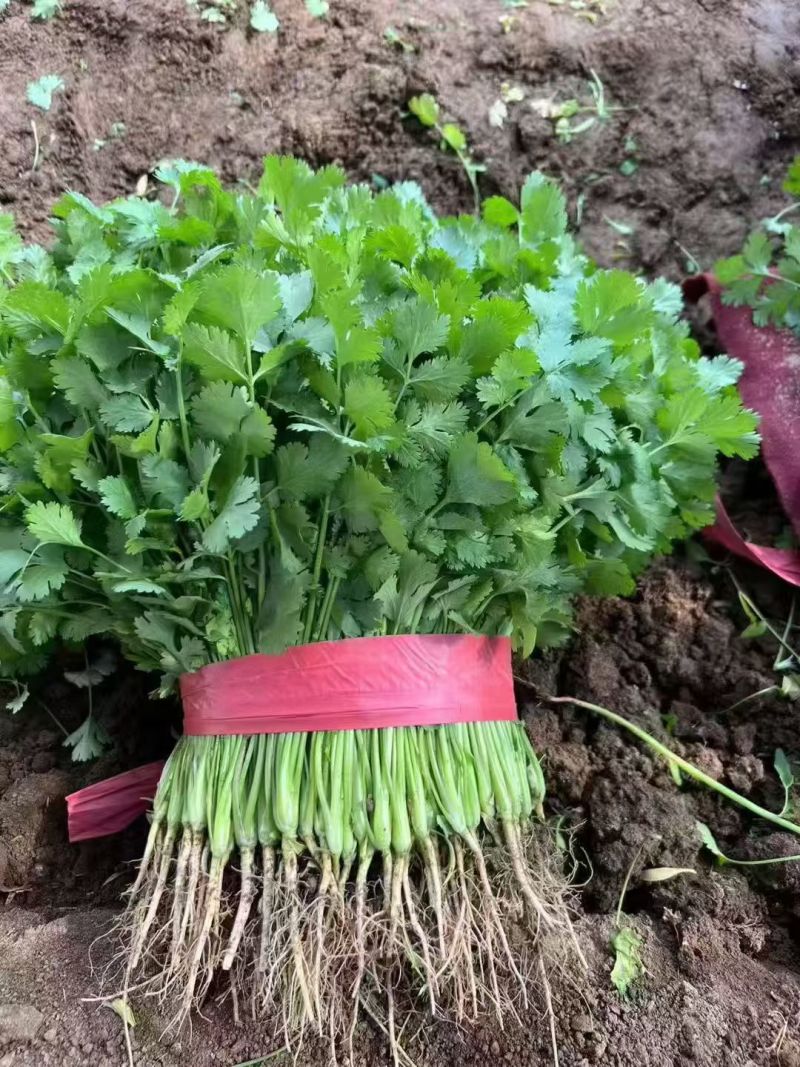 大叶香菜现挖现发现货供应地头看货挑货相中装车接批发餐饮商