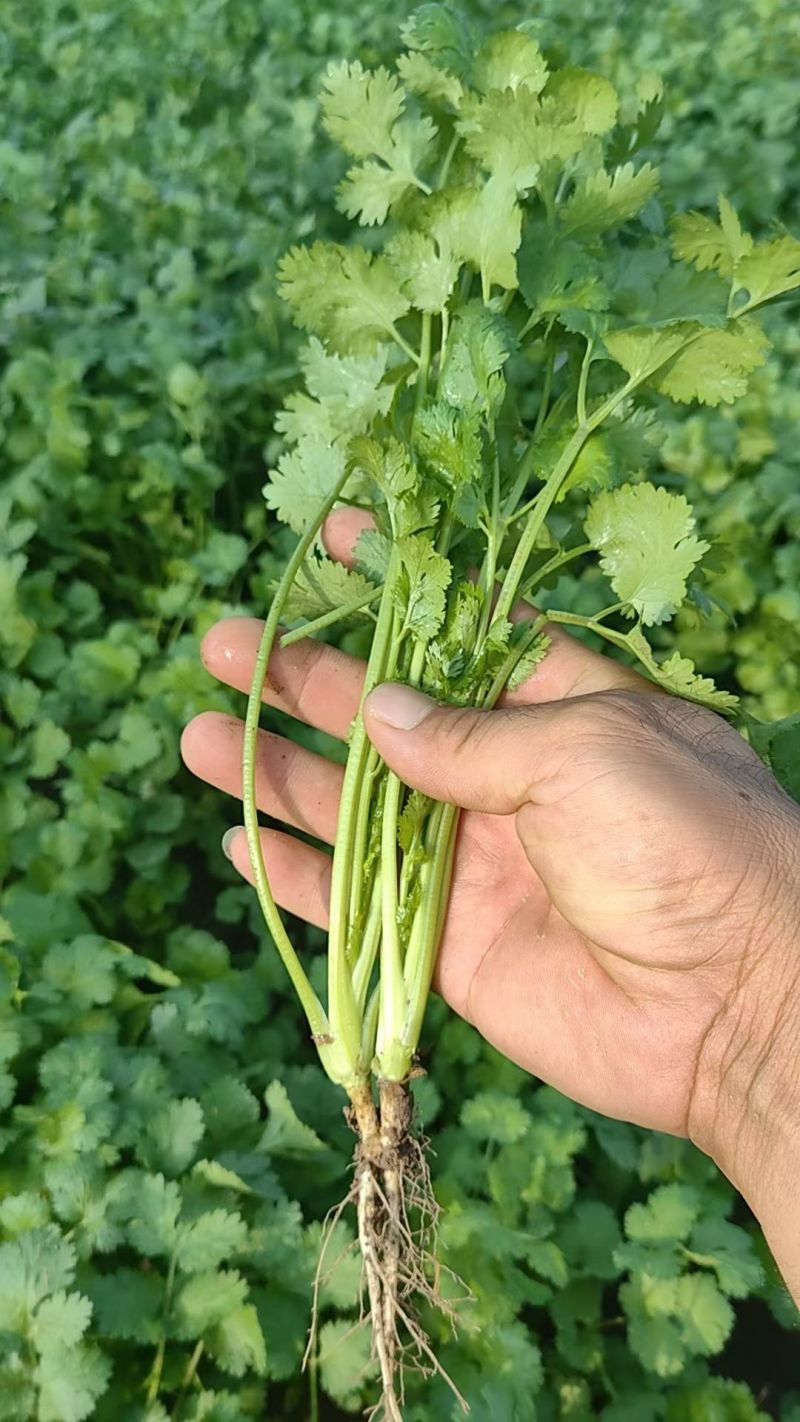 大叶香菜现挖现发现货供应地头看货挑货相中装车接批发餐饮商