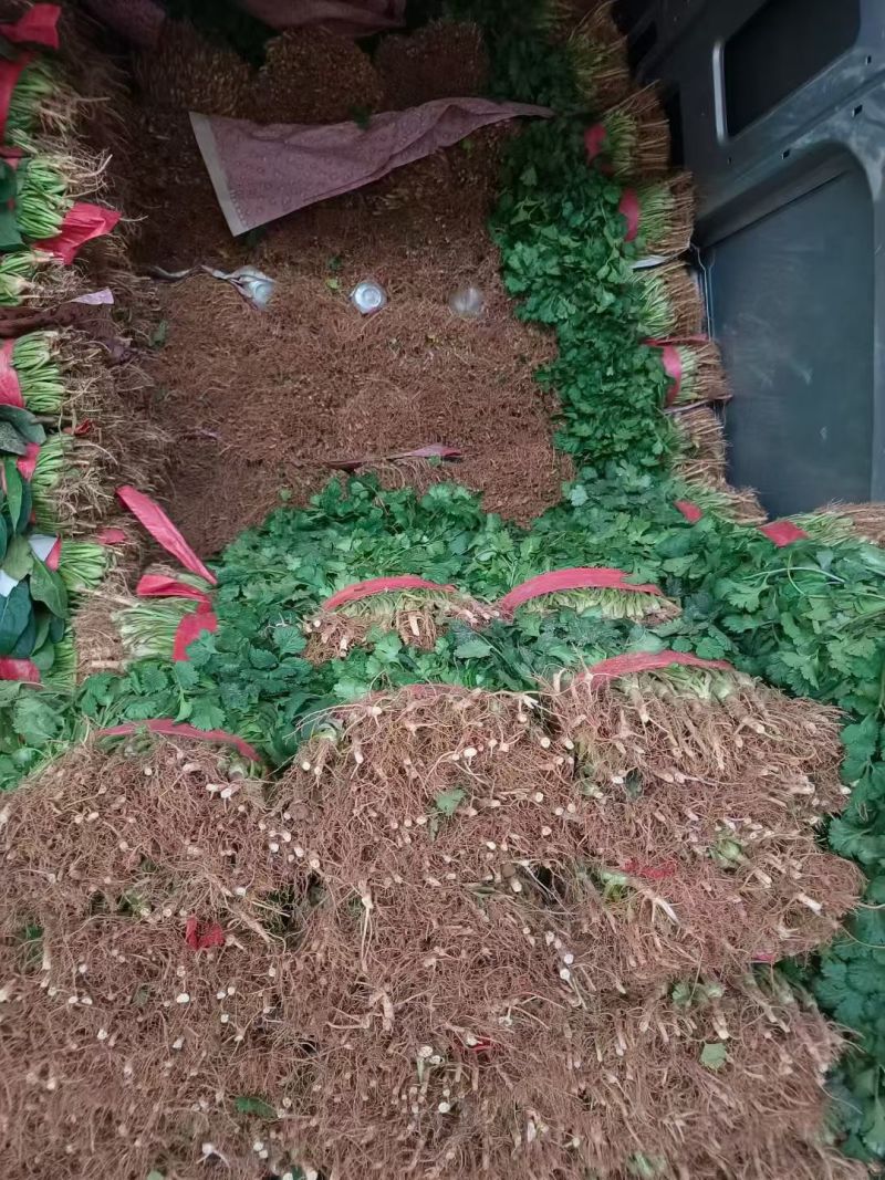 大叶香菜现挖现发现货供应地头看货挑货相中装车接批发餐饮商