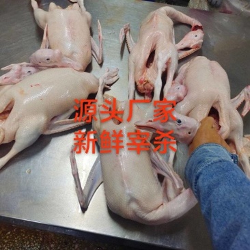 精品老鹅，都是一年以上的老鹅，做熏鹅，铁锅炖大鹅都可以