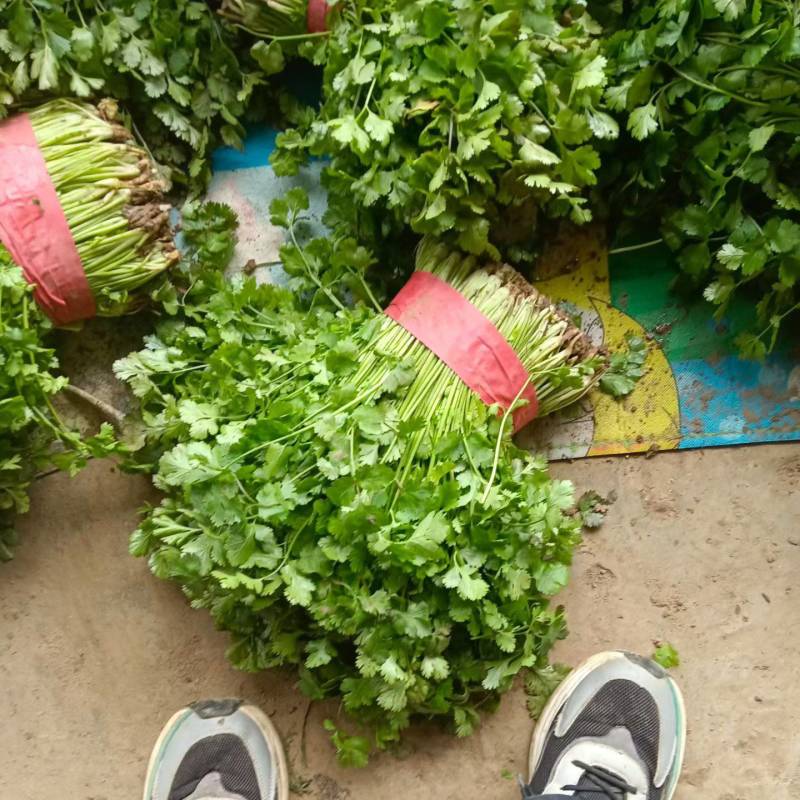 自家一手货源铁杆青香菜可以视频看货实地看货耐运输储存包吃住