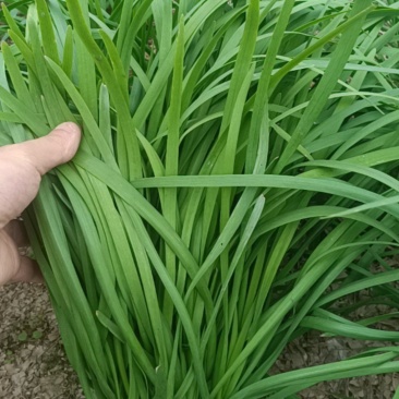 最后三亩