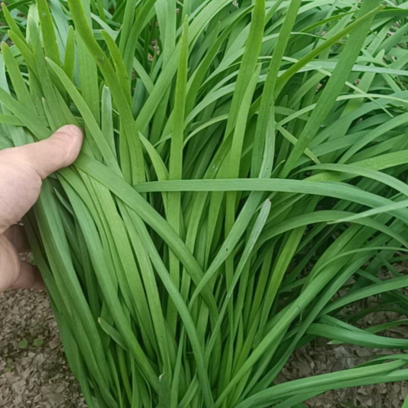 最后三亩