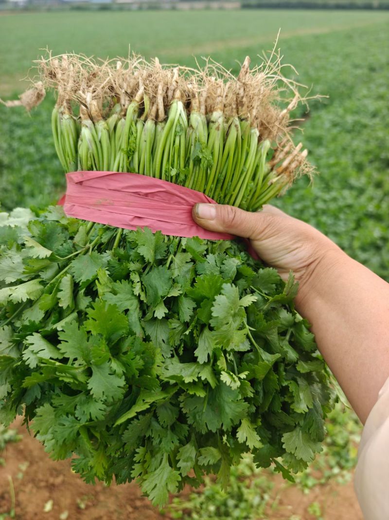 自家一手货源铁杆青香菜可以视频看货实地看货耐运输储存包吃住