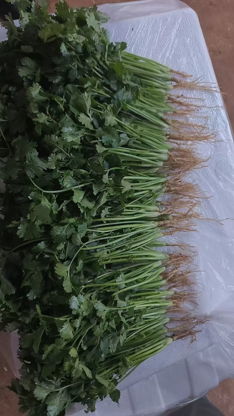 自家一手货源铁杆青香菜可以视频看货实地看货耐运输储存包吃住